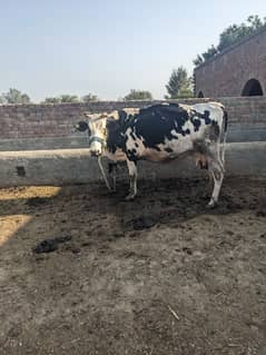 Cow