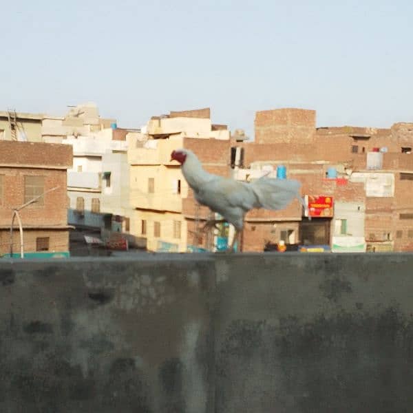 WHITE MURGHA FOR SALE ACTIVE MURGHA GHAR KA PALA HUWA HA 2