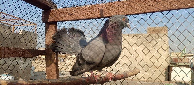 Lakkay Male  Available for sale Or Exchange with Female 2