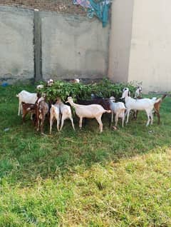 goats for sale