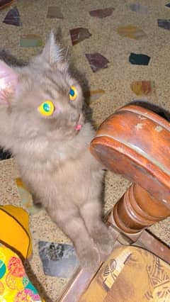 persian 8 month old female cat breeder healthy vaccinated cat