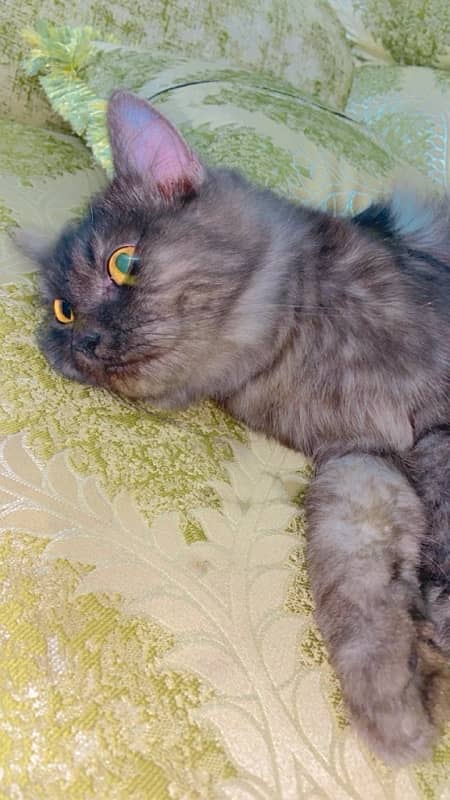 persian 8 month old female cat breeder healthy vaccinated cat 1