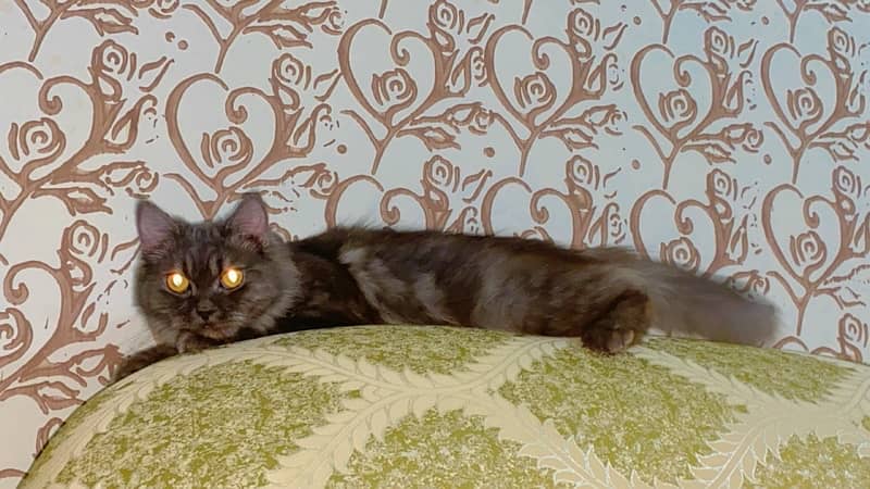 persian 8 month old female cat breeder healthy vaccinated cat 2