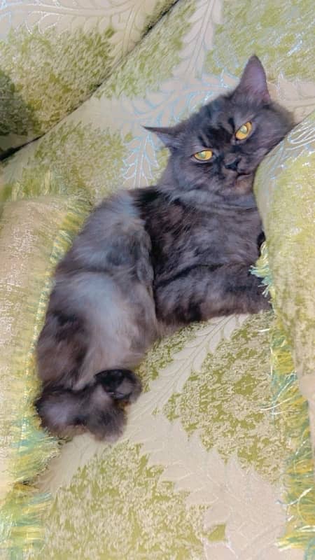 persian 8 month old female cat breeder healthy vaccinated cat 3