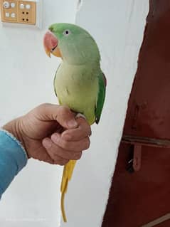 Raw Parrot