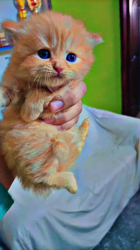 Persian triple coated kittens with simple and odd eyes 2