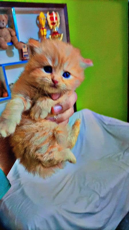 Persian triple coated kittens with simple and odd eyes 1