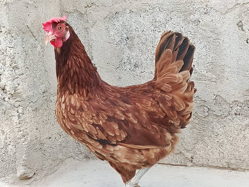 Cock and Hen beautiful pair With Cage Sale Urgently 1