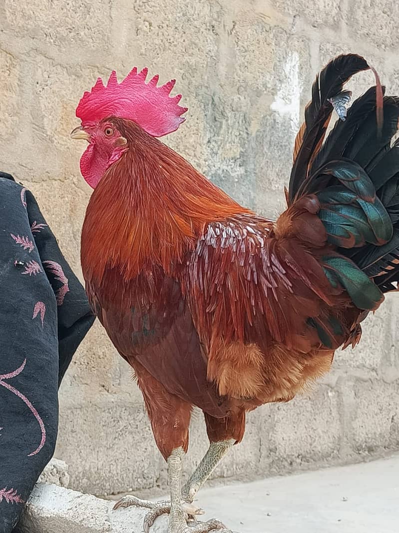 Cock and Hen beautiful pair With Cage Sale Urgently 2