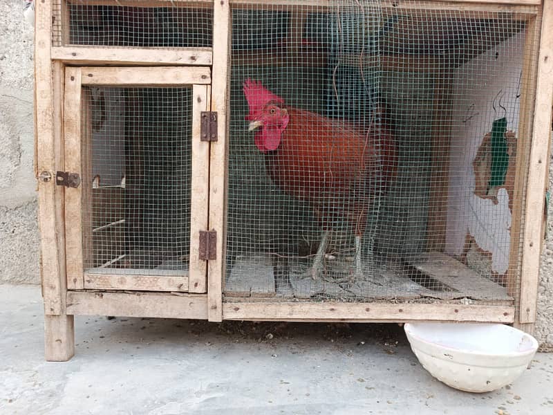 Cock and Hen beautiful pair With Cage Sale Urgently 3