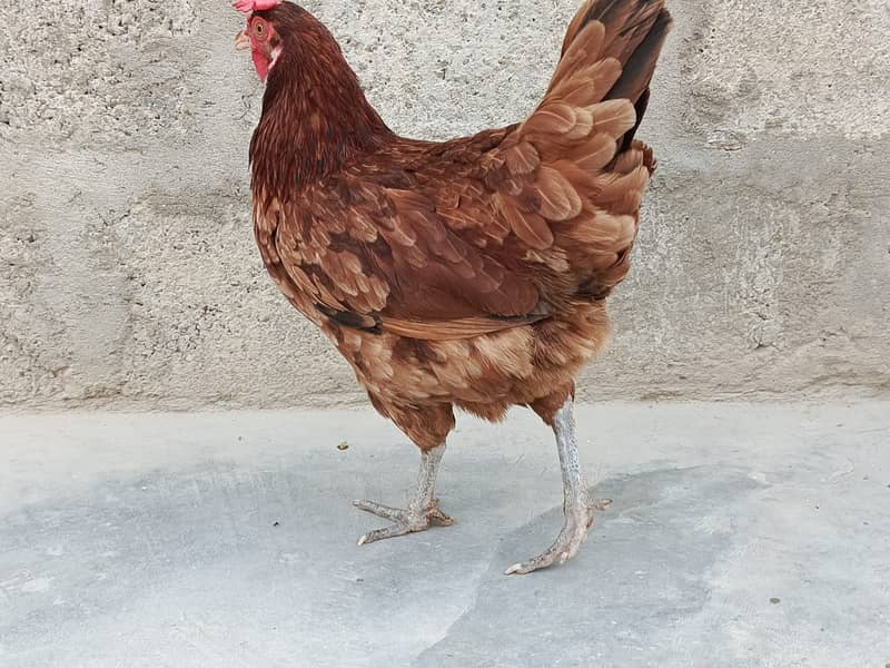 Cock and Hen beautiful pair With Cage Sale Urgently 4