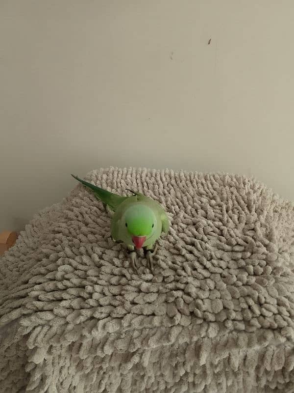 green Ringneck male 03173800073 2