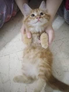 male Persian kitten for sale