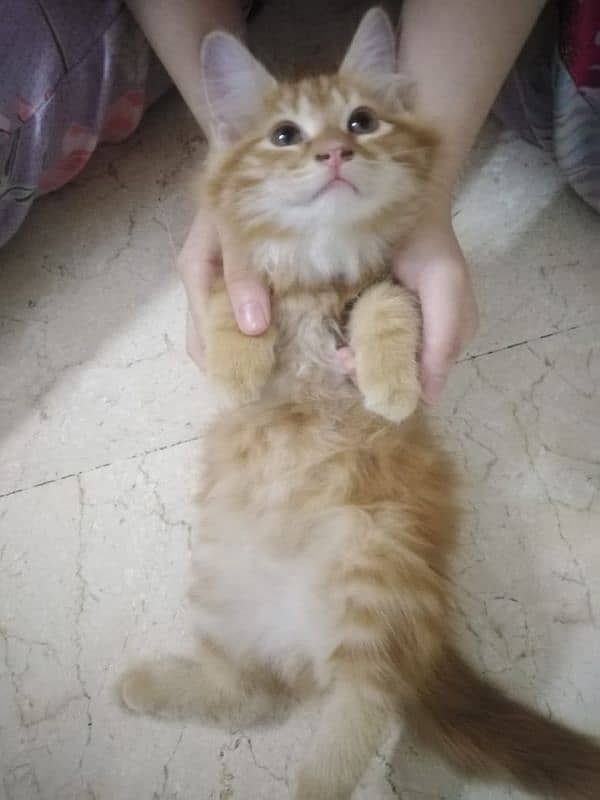 male Persian kitten for sale 0