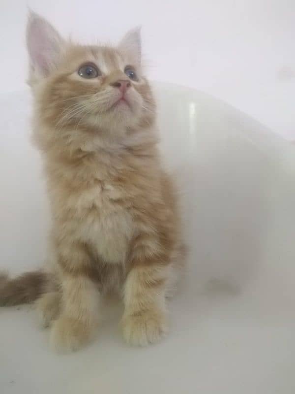 male Persian kitten for sale 1