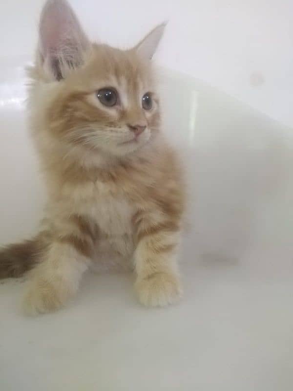 male Persian kitten for sale 2