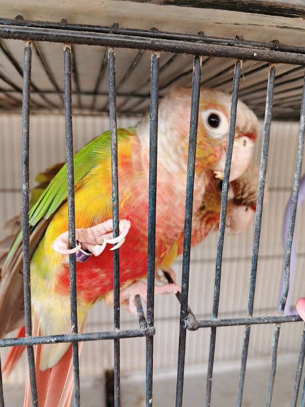 Pineapple conure ready to breed pair 0