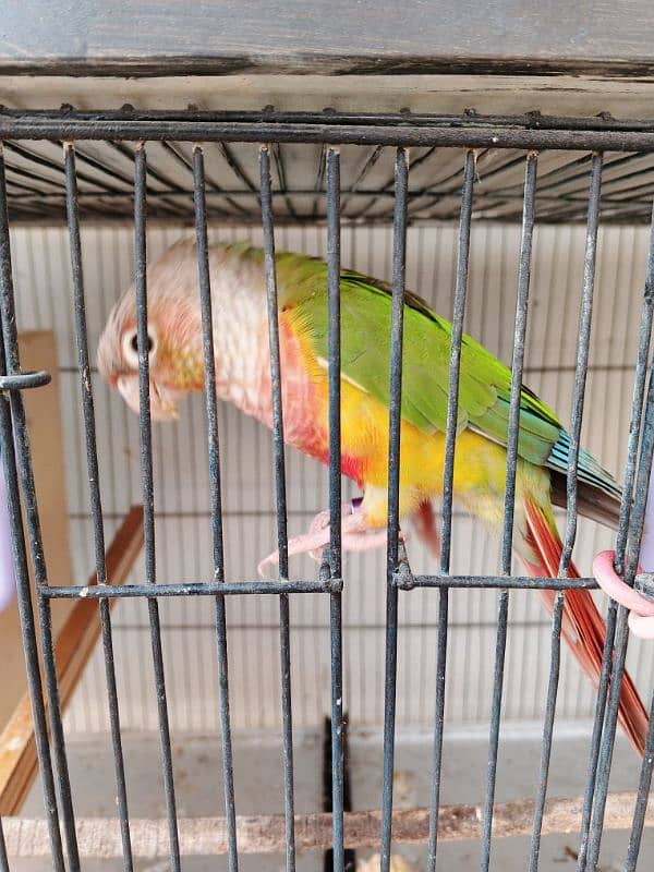 Pineapple conure ready to breed pair 1