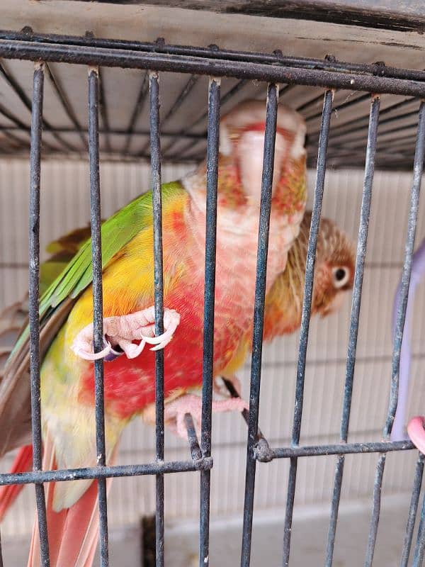 Pineapple conure ready to breed pair 2