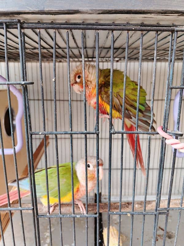 Pineapple conure ready to breed pair 4