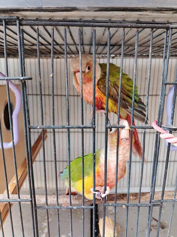 Pineapple conure ready to breed pair 5