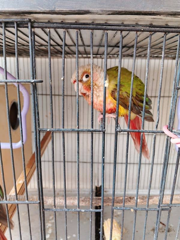 Pineapple conure ready to breed pair 6