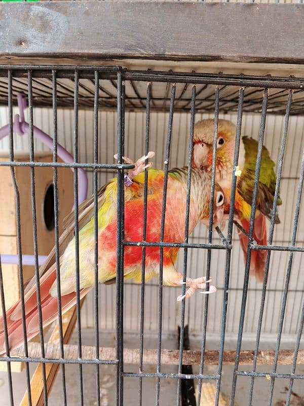 Pineapple conure ready to breed pair 7