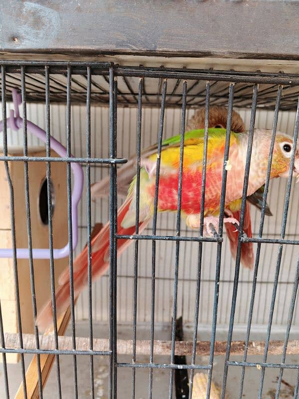 Pineapple conure ready to breed pair 8