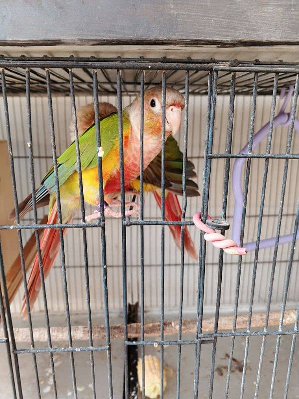 Pineapple conure ready to breed pair 9