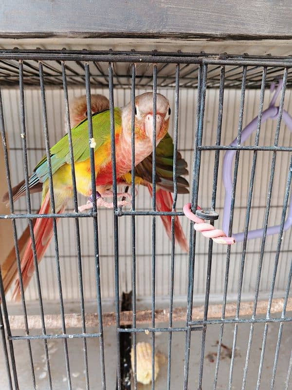 Pineapple conure ready to breed pair 10