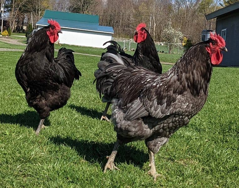 Lohman Brown | Lohman Brown eggs laying hens  | lohmann murghi 7