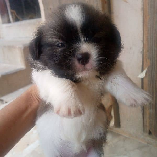 shihtzu puppy 0