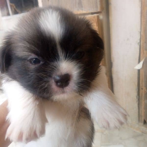 shihtzu puppy 1