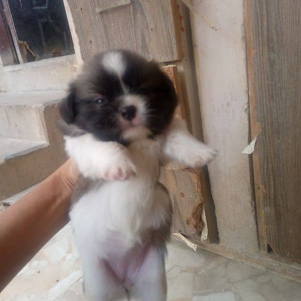 shihtzu puppy 2