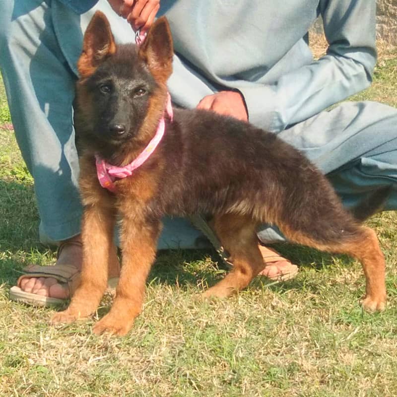 German Shepherd triple coat Female available 0