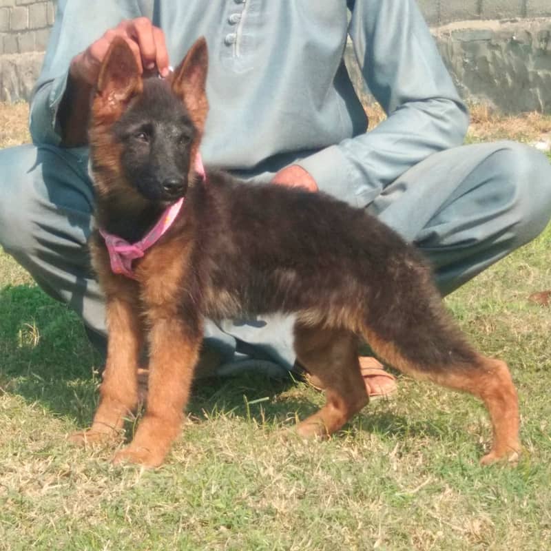 German Shepherd triple coat Female available 1