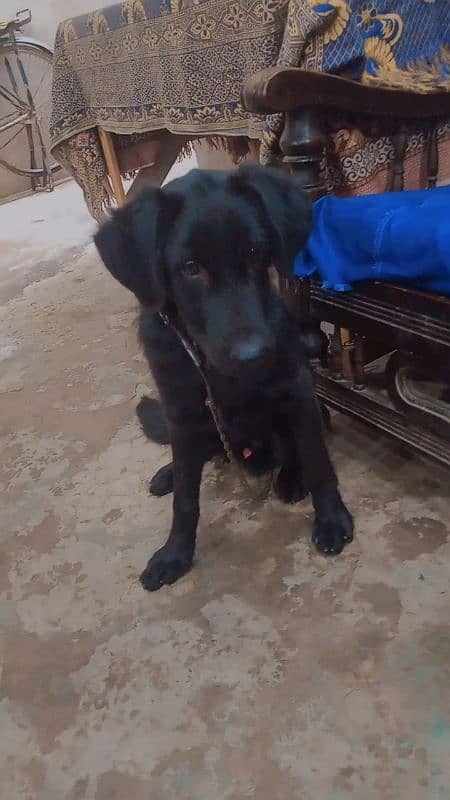 Labra Dog Male 2