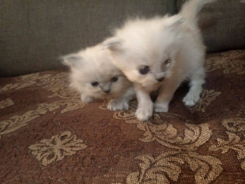 pair tripple coated Persian cats 0