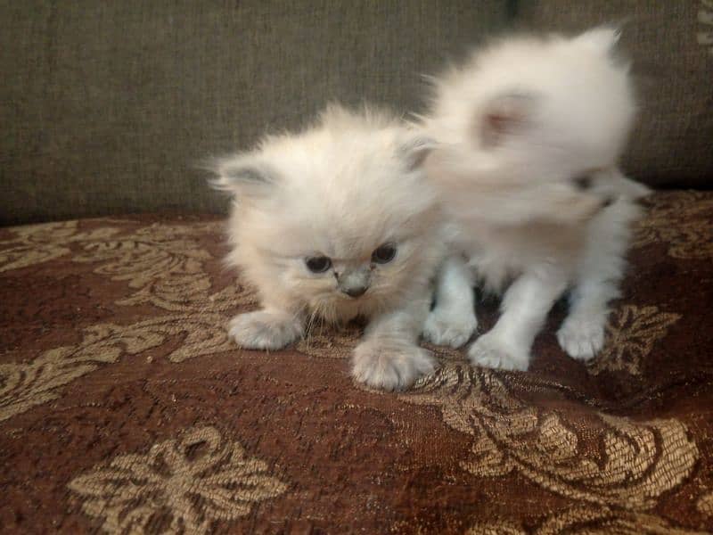 pair tripple coated Persian cats 1