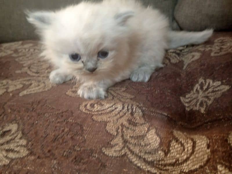 pair tripple coated Persian cats 2