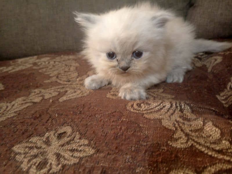 pair tripple coated Persian cats 3