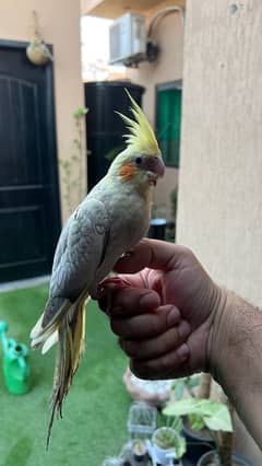 Male Cocktail Parrot for Sale - Fully Hand Tamed and Fly Tamed