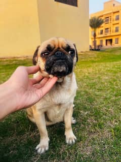 Trained female Pug Dog for sale.