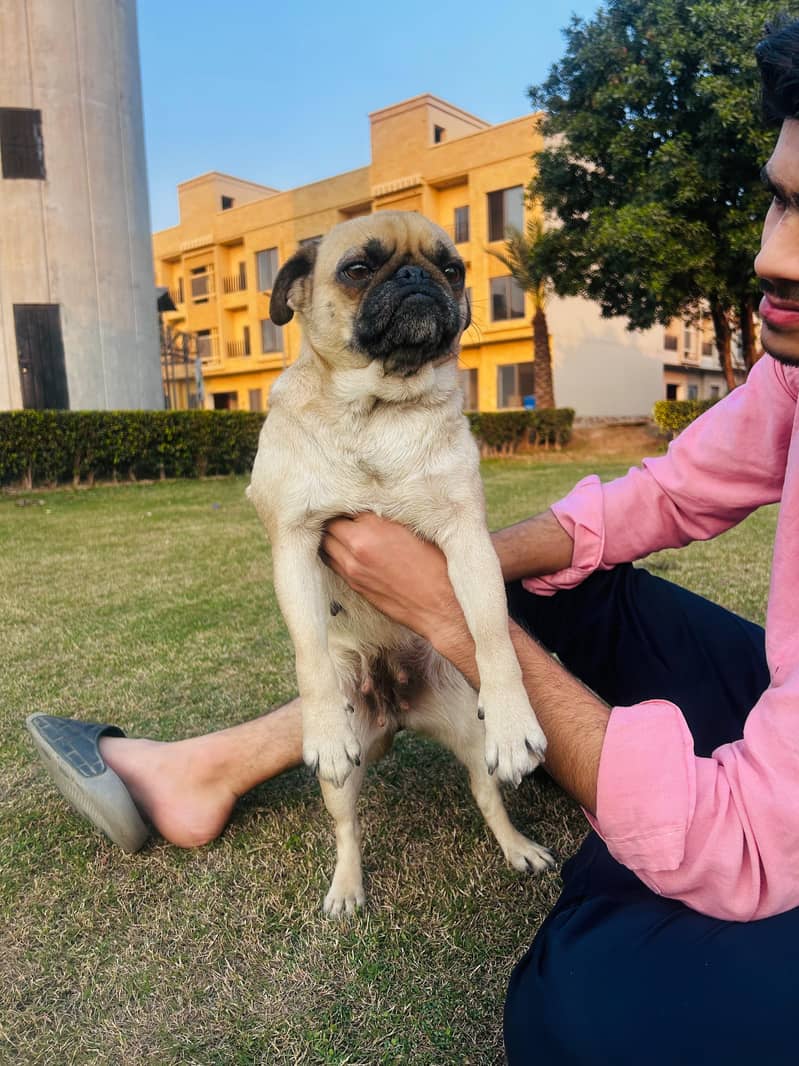 Trained female Pug Dog for sale. 1