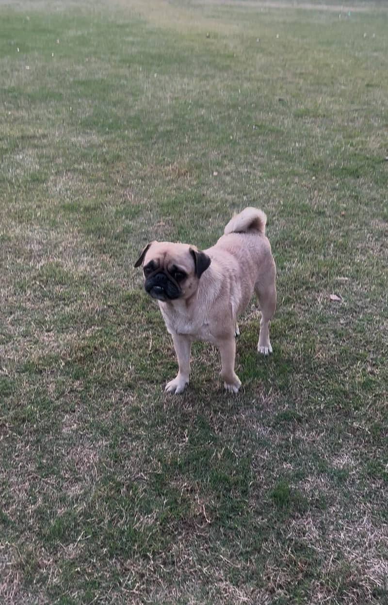 Trained female Pug Dog for sale. 2