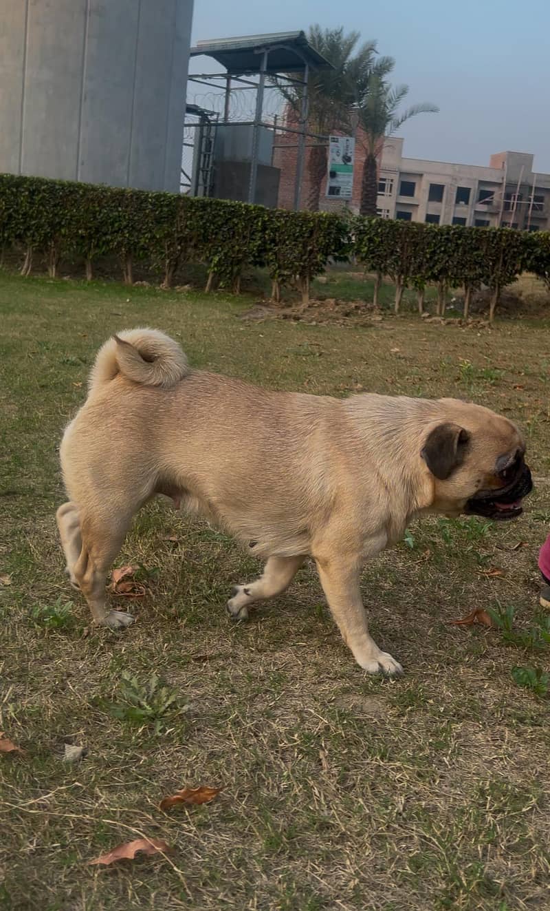 Trained female Pug Dog for sale. 3