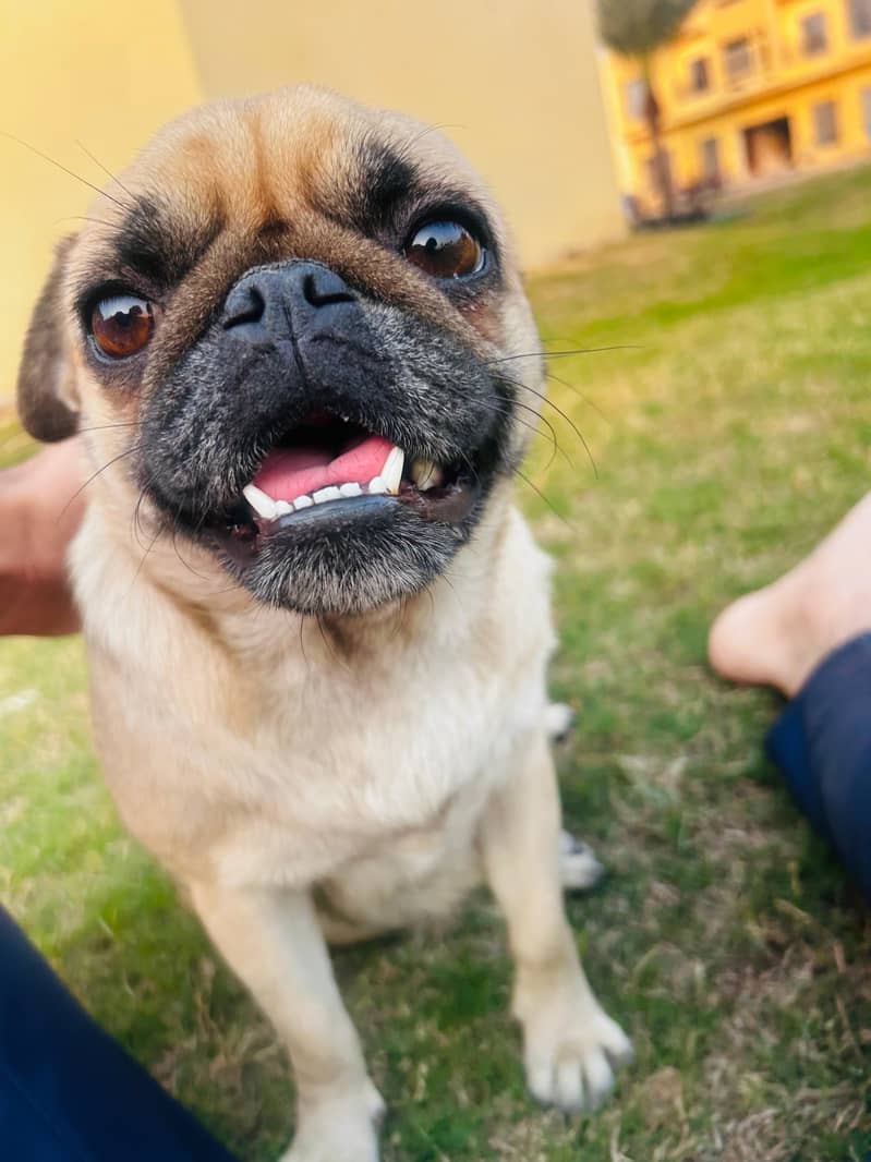 Trained female Pug Dog for sale. 4