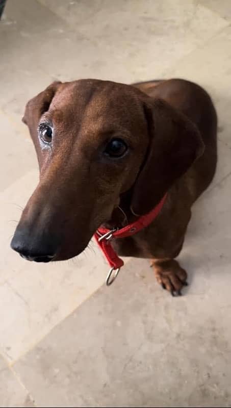 Super Cute Male Dachshund is available for Rehoming 0