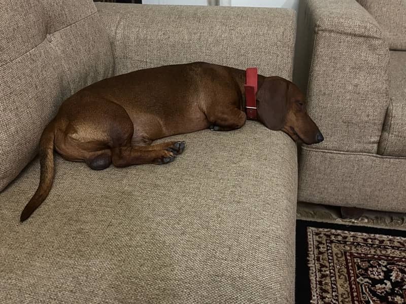 Super Cute Male Dachshund is available for Rehoming 1