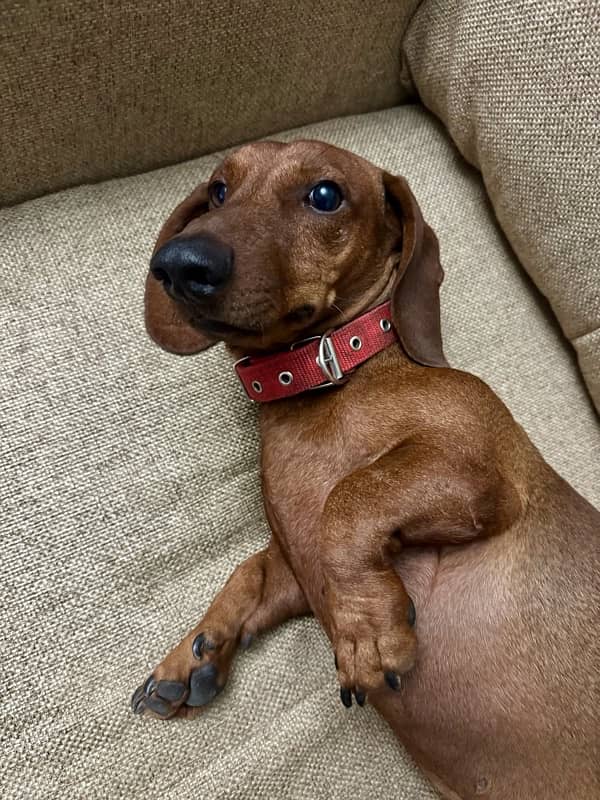 Super Cute Male Dachshund is available for Rehoming 2